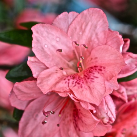 Quasi Natale Pianta Artificiale Di Azalea In Fioriera Di Legno Con Tetto In Metallo - Decorazione Casa Rosa